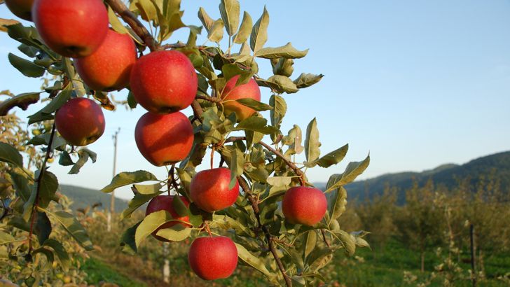 jablka-na-vetvicce