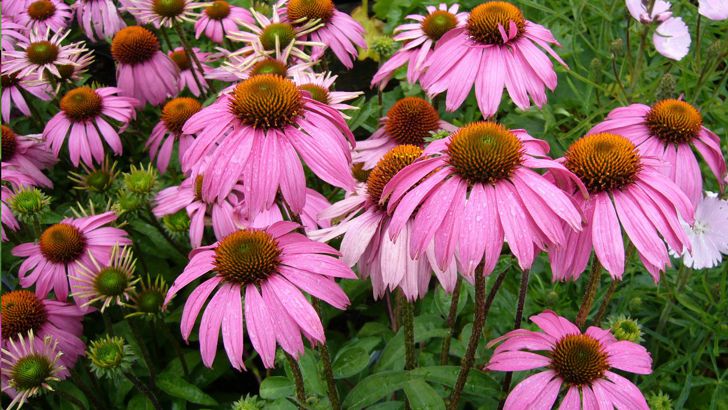 echinacea-purpurea